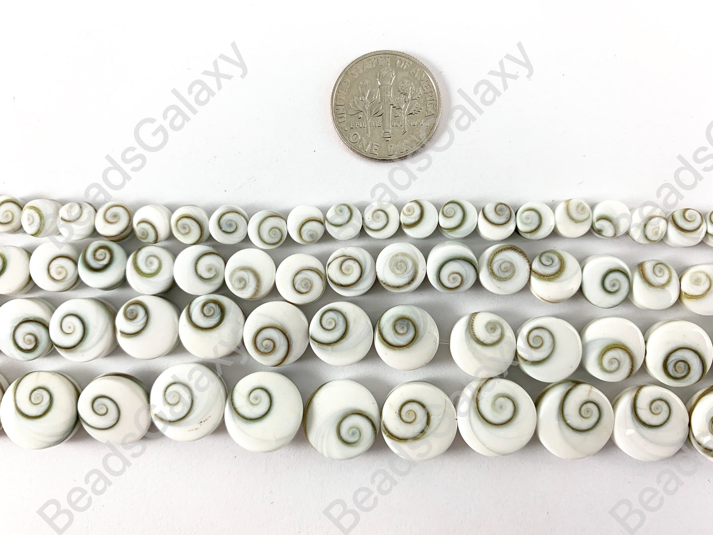 Shiva Eye Shell - Natural Indonesian Snowy-White Swirl Coin Shape Shell