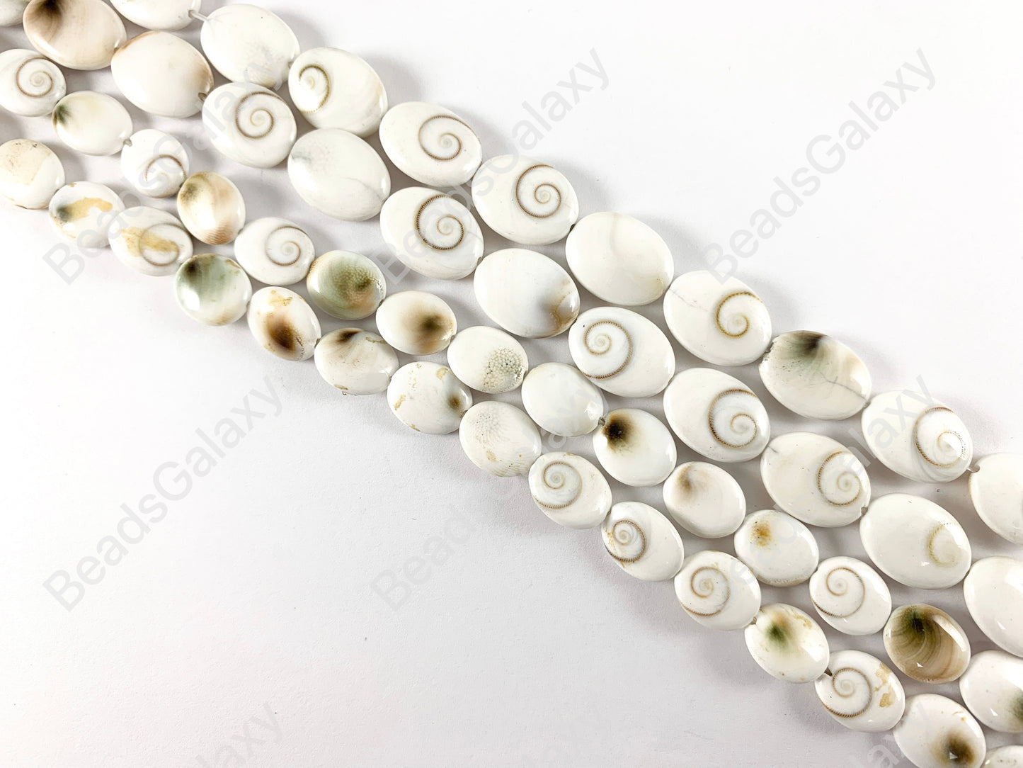 Shiva Eye Shell -  Natural Indonesian Snowy-White Swirl Oval Shape Shell