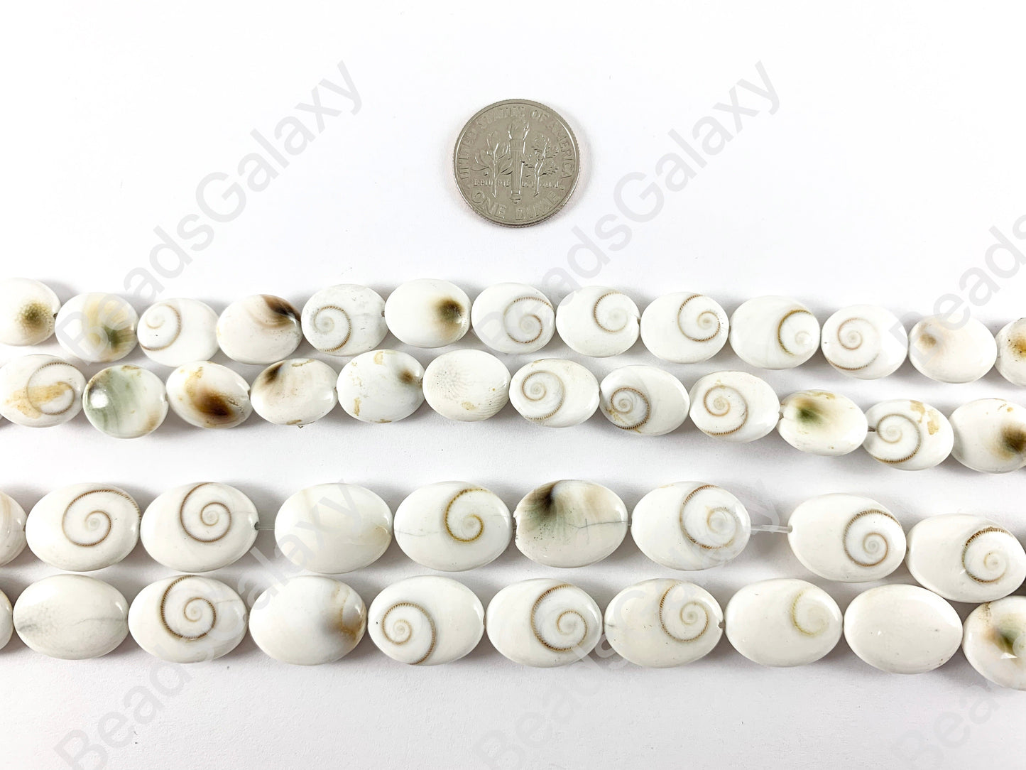Shiva Eye Shell -  Natural Indonesian Snowy-White Swirl Oval Shape Shell