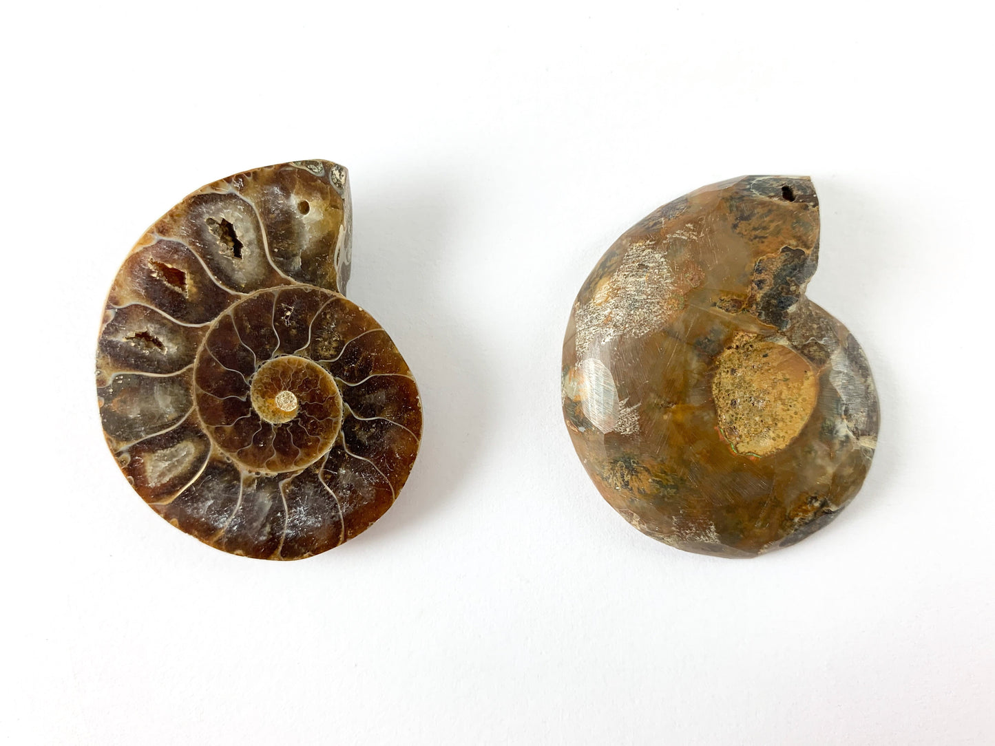 Beautiful Ancient Natural Ammonite Fossil Pair Pendant Energy Stone 3 Sizes Available!
