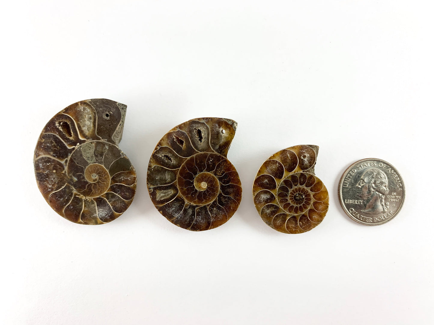 Beautiful Ancient Natural Ammonite Fossil Pair Pendant Energy Stone 3 Sizes Available!